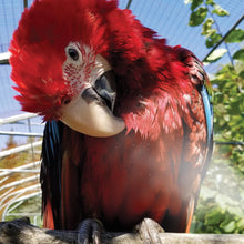 Load image into Gallery viewer, Brumisateur HARI de plumes - Contenance de 500 ml - Turquoise
