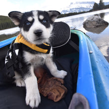 Load image into Gallery viewer, Ezydog Veste de flottaison DFD Micro pour petit chien, Rouge
