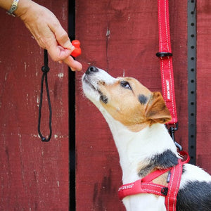 Ezydog Clicker de commande, Rouge