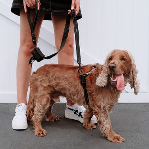 Ezydog Harnais "Crosscheck", Rouge