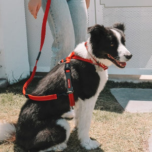 Ezydog Harnais "Crosscheck", Rouge