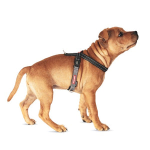 Ezydog Harnais "Crosscheck", Rouge