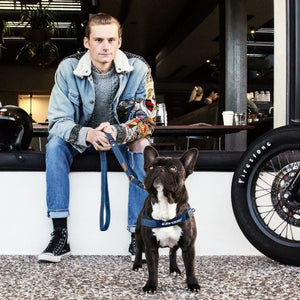 Ezydog Harnais "Quick Fit", Jeans