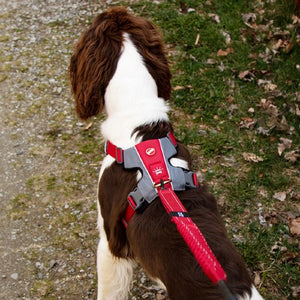 Ezydog Harnais "X-Link", Bleu