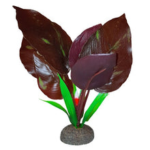 Load image into Gallery viewer, Plante Betta de qualité supérieure, saurure penchée, 15 cm (6 po)
