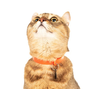 Nuvuq Collier ajustable avec attache de sécurité pour chat, Orange tangerine