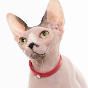 Nuvuq Collier ajustable avec attache de sécurité pour chat, Rouge tomate