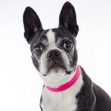 Load image into Gallery viewer, Nuvuq Collier ajustable pour chien, Rose framboise
