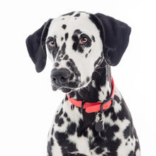 Load image into Gallery viewer, Nuvuq Collier ajustable pour chien, Rouge tomate
