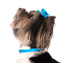 Load image into Gallery viewer, Nuvuq Collier ajustable pour mini chien, Bleu bleuet
