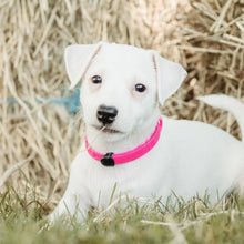 Load image into Gallery viewer, Nuvuq Collier ajustable pour mini chien, Rose frambroise
