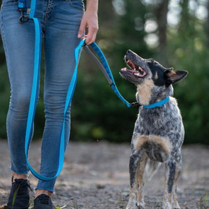 Nuvuq Laisse multifonctionnelle pour chien, Bleu Bleuet