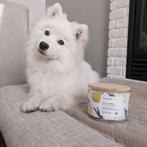 Purodora Lab Bougie de soya - Neutralisant d'odeurs d'animaux - Poire et genévrier 13 oz