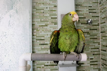 Load image into Gallery viewer, Perchoir repliable pour douche ou fenêtre ACTIVE.PLAY HARI, grand
