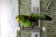 Load image into Gallery viewer, Perchoir repliable pour douche ou fenêtre ACTIVE.PLAY HARI, grand
