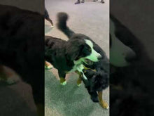 Load and play video in Gallery viewer, 5 à 7 - Frais d&#39;inscription à un regroupement par tailles de chien
