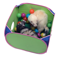 Pop N Play Ferret Ball Set - Marshall