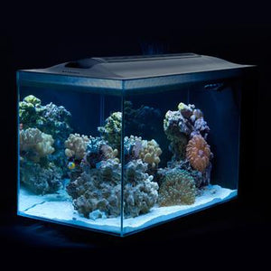 Aquarium équipé EVO Fluval Sea, 52 L (13,5 gal US) - Boutique Le Jardin Des Animaux -AquariumBoutique Le Jardin Des Animaux10531