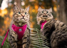 Charger l&#39;image dans la galerie, Harnais pour chat Rose - ADVENTURE KITTY HARNESS - RC Pets - Boutique Le Jardin Des Animaux -CollierBoutique Le Jardin Des Animaux
