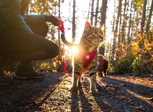 Harnais pour chat Rose - ADVENTURE KITTY HARNESS - RC Pets - Boutique Le Jardin Des Animaux -CollierBoutique Le Jardin Des Animaux