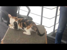 Load and play video in Gallery viewer, Cubo Tower Vesper furniture – grey, cat tree
